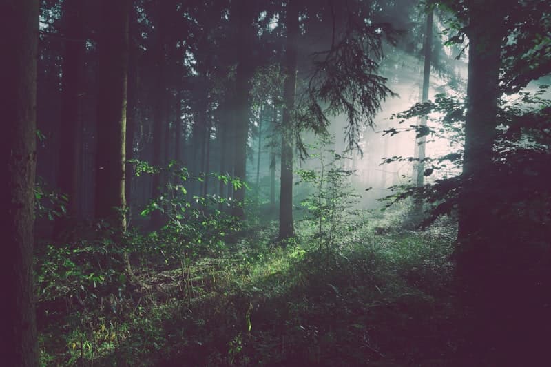 Maine Improved Forest Managment (Removals)